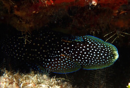 Calloplesiops observed 2026-10-07