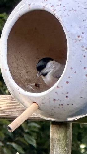 Marsh Tit