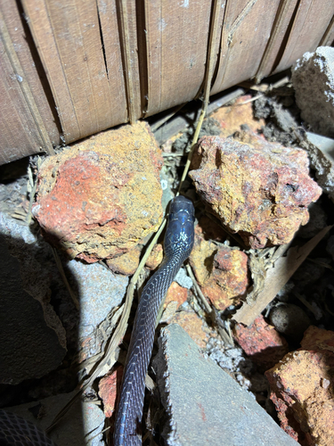 Western Forest File Snake