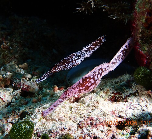 Solenostomus cyanopterus observed 2026-10-07