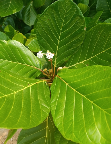 Guettarda speciosa observed 2026-10-07