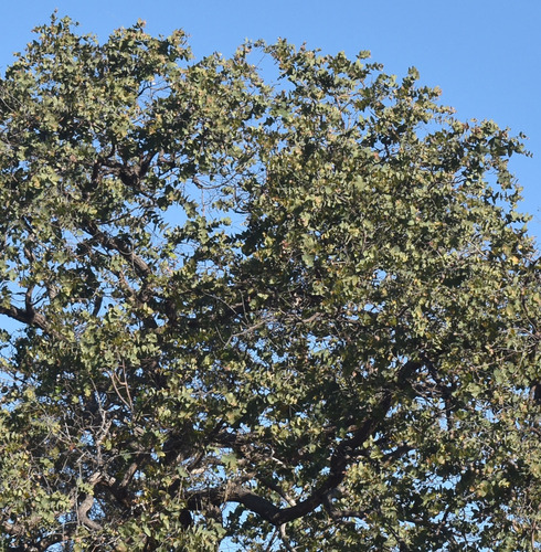 Corymbia setosa observed 2026-07-25