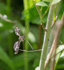 Tipula caloptera