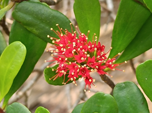 Lumnitzera littorea observed 2026-10-07