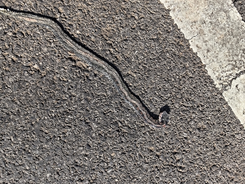Chinese Tiger Keelback