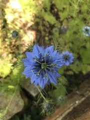 Nigella