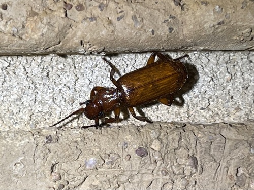 Flat-horned Ground Beetles