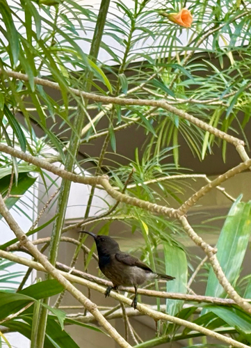 iNaturalist image