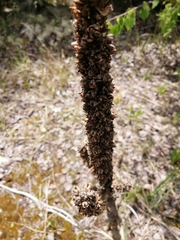Verbascum thapsus