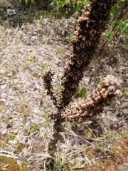 Verbascum thapsus