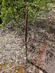 Verbascum thapsus