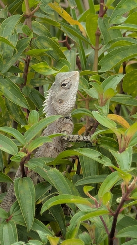Indian Garden Lizard