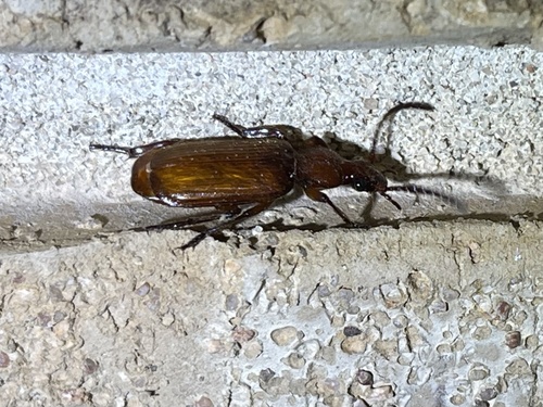 Flat-horned Ground Beetles