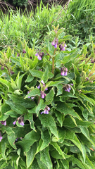 Symphytum officinale