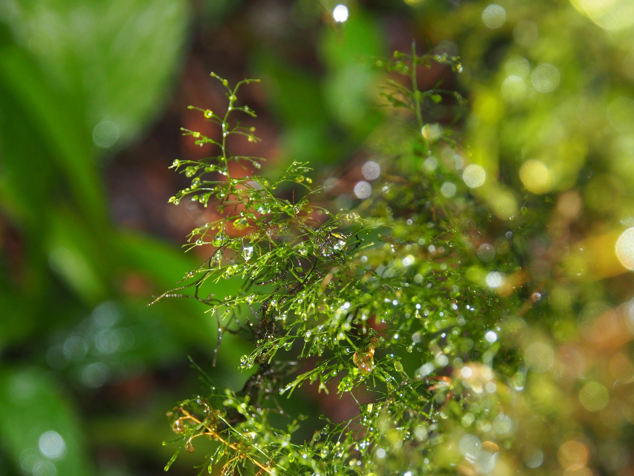 Polyphlebium capillaceum