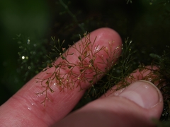 Polyphlebium capillaceum