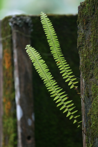 Nephrolepis undulata image