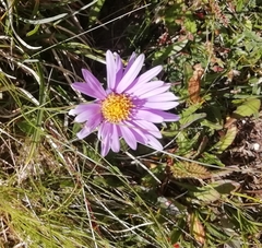 Aster alpinus