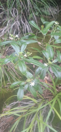 Scaevola montana observed 2026-10-06