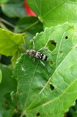 Chlorophorus macaumensis