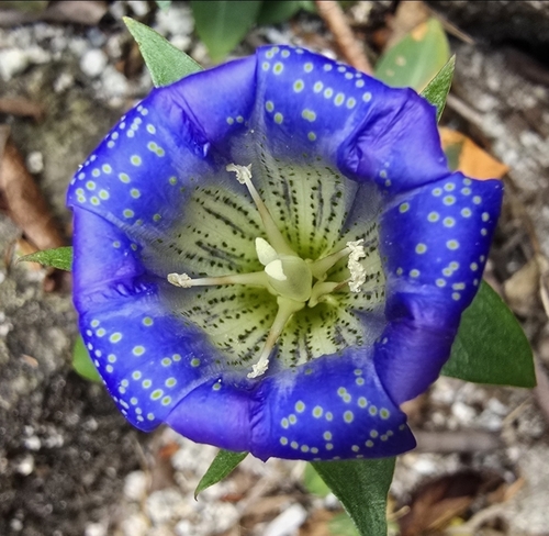 Gentiana scabra observed 2026-10-07