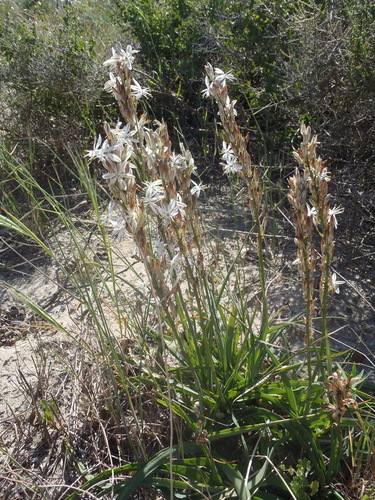Image of Chlorophytum triflorum by (c) Nicola van Berkel, some rights reserved (CC BY-SA)