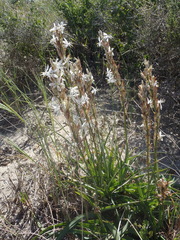 Chlorophytum triflorum