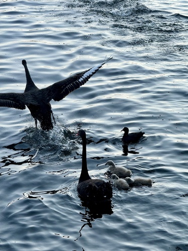 Black Swan