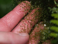 Polyphlebium capillaceum