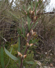 Hakea carinata