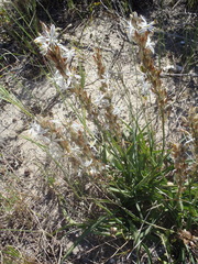 Chlorophytum triflorum
