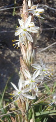 Chlorophytum triflorum