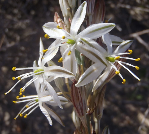 Image of Chlorophytum triflorum by (c) Nicola van Berkel, some rights reserved (CC BY-SA)