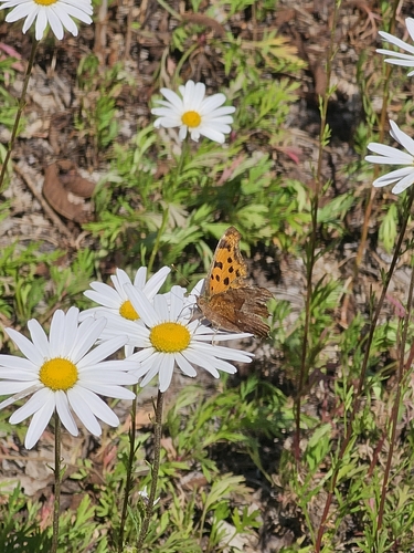 Asian Comma
