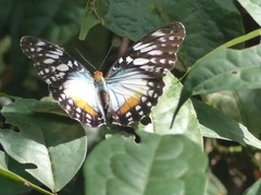 Cymothoe beckeri beckeri