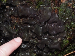 Leptogium olivaceum