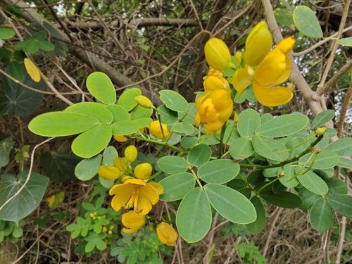 Senna bicapsularis observed 2026-10-07
