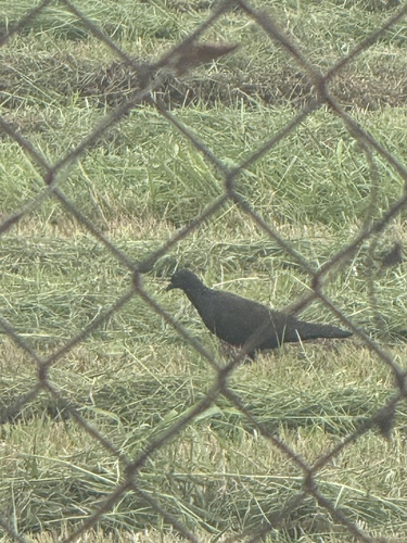 Rock Pigeon