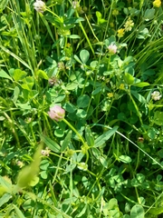 Trifolium strictum