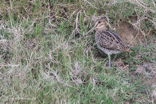 Gallinago stenura observed 2026-10-04