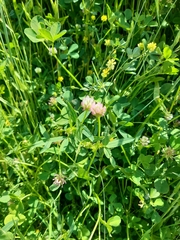 Trifolium strictum