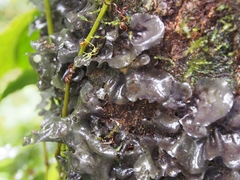 Leptogium olivaceum