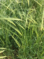 Hordeum spontaneum