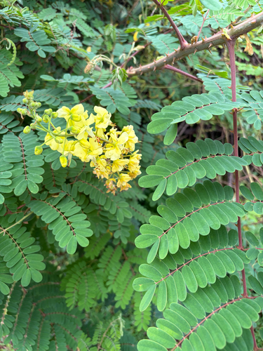 Biancaea decapetala observed 2026-10-06