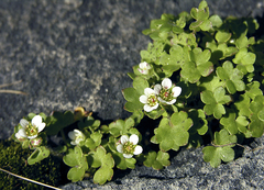 Saxifraga bracteata