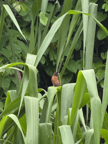 Chestnut Munia