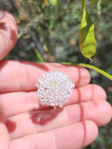 Trachymene glaucifolia, 2026-10-07