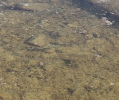 Cyprinodon nevadensis