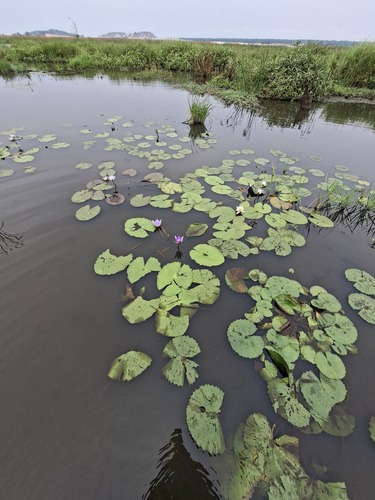 Day Waterlily