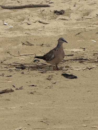 Spotted Dove